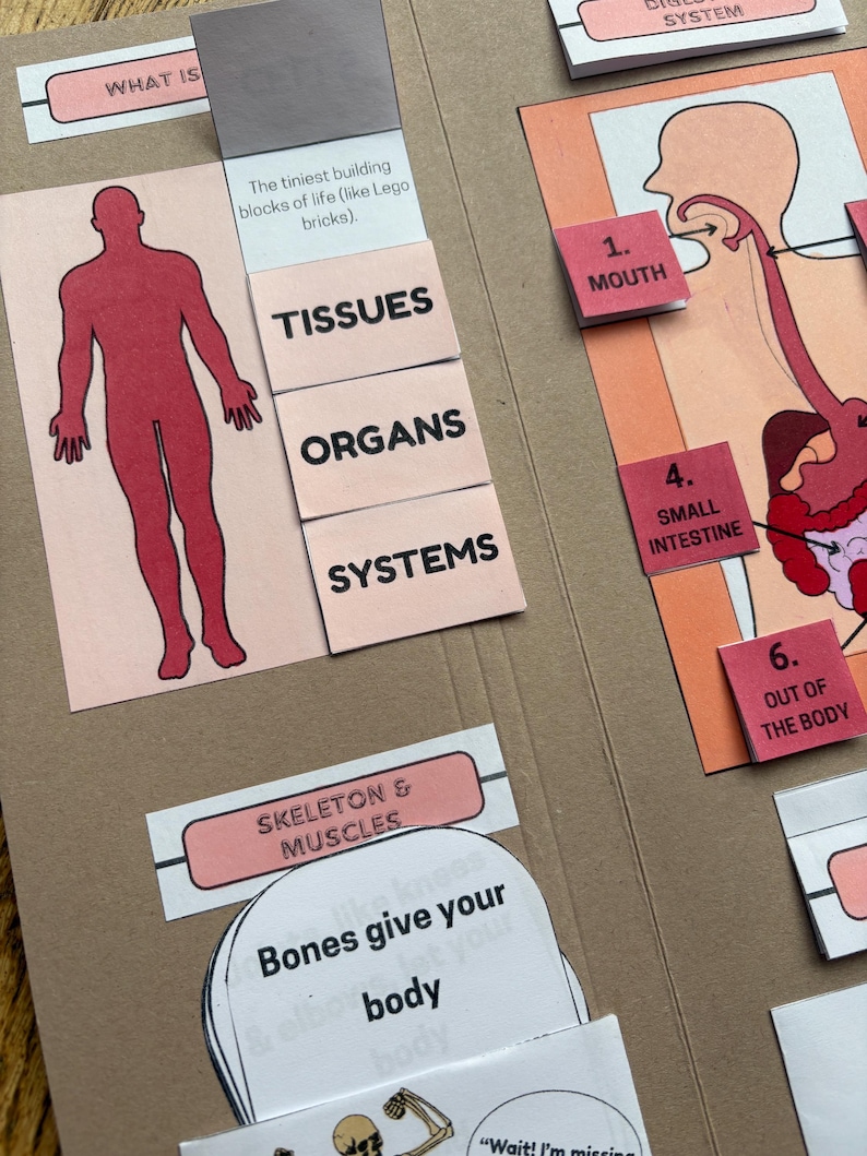 Human Body Study Lapbook Download | Printable | Science Activity ...