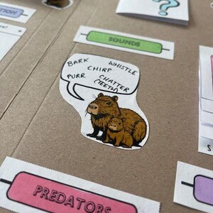 Capybara Study Lapbook Download | Printable | Creative Activity ...