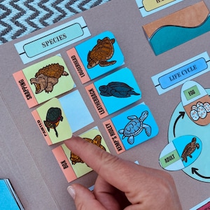 Schildkrötenstudie Schoßbuch Download | Druckbar | Kreative Tätigkeit | Hausgemachtes Handwerk