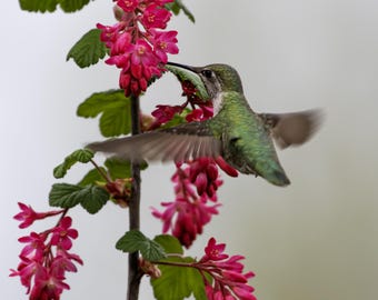 飛翔中のハチドリの写真：コスタハチドリと紫ピンクの花のプリント
