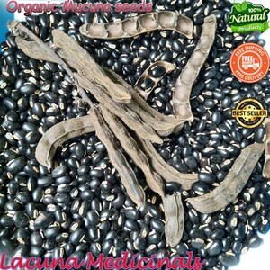 Mucuna Pruriens frö, sammetsböna, vildskördad, svartböna, högpotent naturligt tillskott bild 4