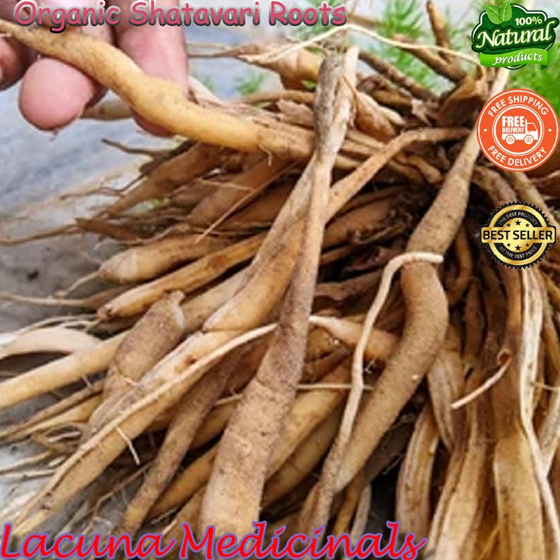 May include: A close-up of organic Shatavari roots, a natural product. The image shows a bundle of light brown, elongated roots, with some held by a hand. The text "Organic Shatavari Roots" is visible at the top, and "Lacuna Medicinals" at the bottom.