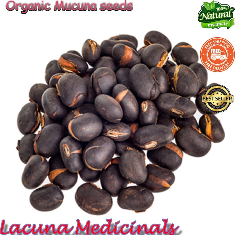 Mucuna Pruriens frö, sammetsböna, vildskördad, svartböna, högpotent naturligt tillskott bild 5