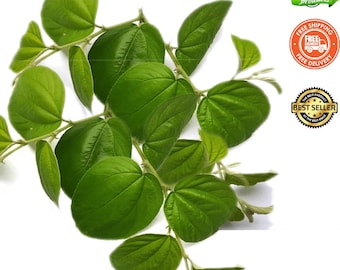 Organic Sidr Leaves, Natural Dried Lote Leaves