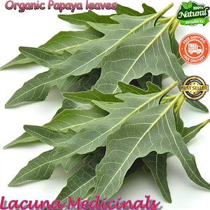 Puede incluir: Primer plano de hojas de papaya orgánicas verdes y frescas. Las hojas están dispuestas en un montón, mostrando sus intrincadas vetas y su forma única. La imagen incluye el texto "Organic Papaya leaves" y "Lacuna Medicinals".