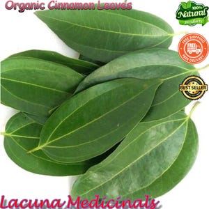 Cinnamon Leaves, Organic Cinnamon leaf, Cinnamon leaf for tea, Freshly Air Dehydrate To Orders