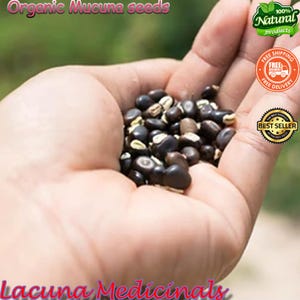 Mucuna Pruriens frö, sammetsböna, vildskördad, svartböna, högpotent naturligt tillskott bild 2