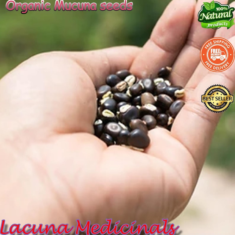 Mucuna Pruriens frö, sammetsböna, vildskördad, svartböna, högpotent naturligt tillskott bild 2
