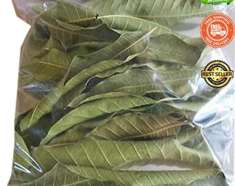 Té de hoja de mango orgánico: té de hierbas recién cosechado