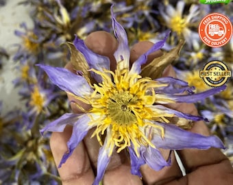 May include: A close-up of a dried blue lotus flower with a yellow centre. The flower is held in a hand, with other similar flowers in the background. Text on the image reads "True Nymphaea Caerulea" and "Lacuna Medicinals".