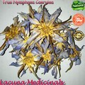 Egyptian Blue Lotus, Nymphaea Caerulea (Thel Olu) 250g Bulk product logo