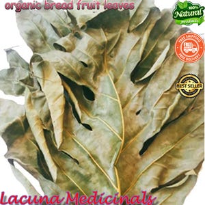 Breadfruit Leaf, Organic Dried Breadfruit Leaves, Natural Air Dried, Organic Artocarpus Altilis