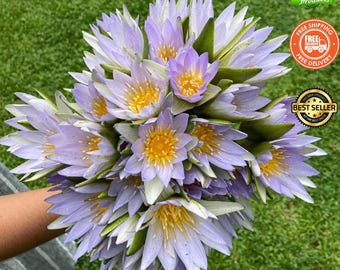 Rara flor de loto azul verdadero / Nymphaea Caerulea recién seca