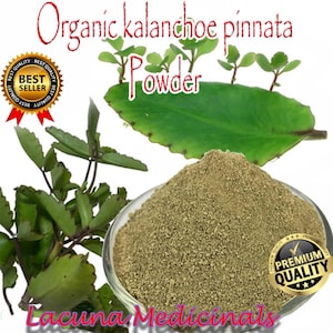 Kalanchoe pinnata Powder, Leaf of Life Powder, 5 KG Kalanchoe Pinnata powder, Miracle Leaf powder, Jamaican Leaf Of Life