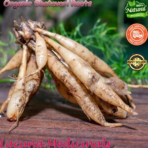 May include: A close-up of organic Shatavari roots, a natural product. The image shows several beige-coloured roots with brown spots, arranged on a wooden surface. The text "Organic Shatavari Roots" and "Lacuna Medicinals" are visible.