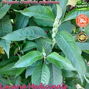 Organic Malabar Nut: Justicia Adhatoda, Ayurvedic Vasa