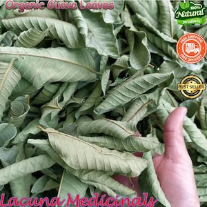 Organic Guava Leaves, Natural Air dried Guava Leaves, Psidium Guajava Leaf, Freshly Air Dehydrated ,Natural green guava leaf