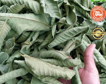Organic Air Dried Guava Leaves: Psidium Guajava Leaf