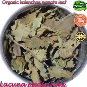 Kalanchoe Pinnata Leaves, Kalanchoe Dried Leaf, Bryophyllum pinnatum, Pure Organic Freshly Air Dehydrate To Order