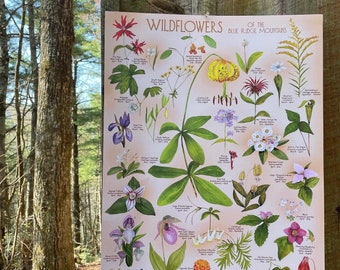 Bright Wildflowers of the Blue Ridge Mountains poster print 18x24” by Kat Ryalls