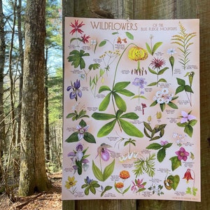 Wildblumen der Blue Ridge Mountains print 18x24 ”von Kat Ryalls