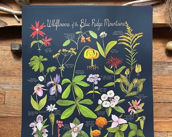 Wildflowers of the Blue Ridge Mountains poster print 12x19” by Kat Ryalls