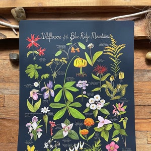 Wildflowers of the Blue Ridge Mountains poster print 12x19” by Kat Ryalls