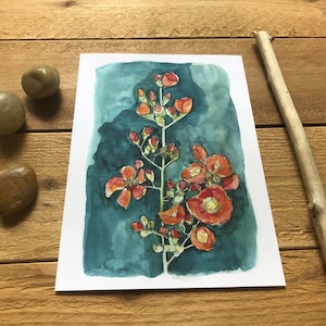 Desert Globemallow Wildflower Watercolor Fine Art Print, home decor, wall art, botanical watercolor, Sedona, desert flower, super bloom