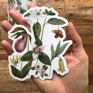 Blue Ridge Wildflowers, clear vinyl weatherproof sticker, decal, watercolor, bloodroot, pink lady slipper, trillium image 3