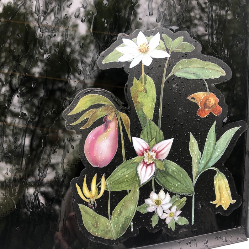 Blue Ridge Wildflowers, clear vinyl weatherproof sticker, decal, watercolor, bloodroot, pink lady slipper, trillium image 6