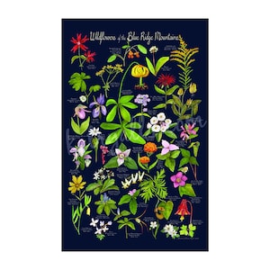 Wildflowers of the Blue Ridge Mountains poster print 12x19 by Kat Ryalls image 2