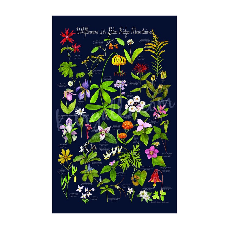 Wildflowers of the Blue Ridge Mountains poster print 12x19 by Kat Ryalls image 2