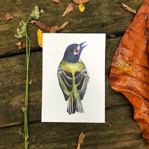Green Bird painting | Black capped Vireo, watercolor kat ryalls audubon fine art print