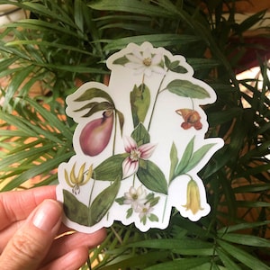 Blue Ridge Wildflowers, clear vinyl weatherproof sticker, decal, watercolor, bloodroot, pink lady slipper, trillium image 1