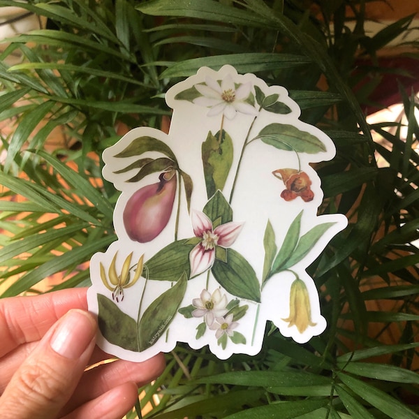 Blue Ridge Wildflowers, clear vinyl weatherproof sticker, decal, watercolor, bloodroot, pink lady slipper, trillium