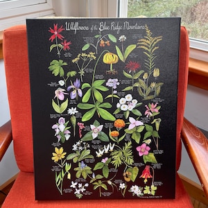Canvas Print on Black, Wildflowers of the Blue Ridge Mountains
