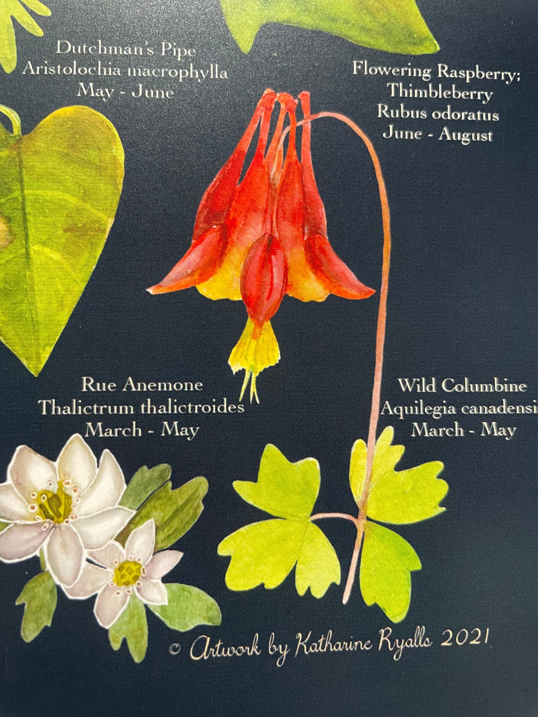 Wildflowers of the Blue Ridge Mountains, CANVAS PRINT on Black 12x16, –  Katharine Ryalls