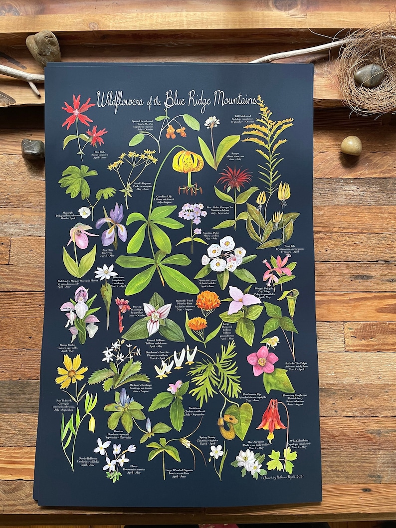 Wildflowers of the Blue Ridge Mountains poster print 12x19 by Kat Ryalls image 1