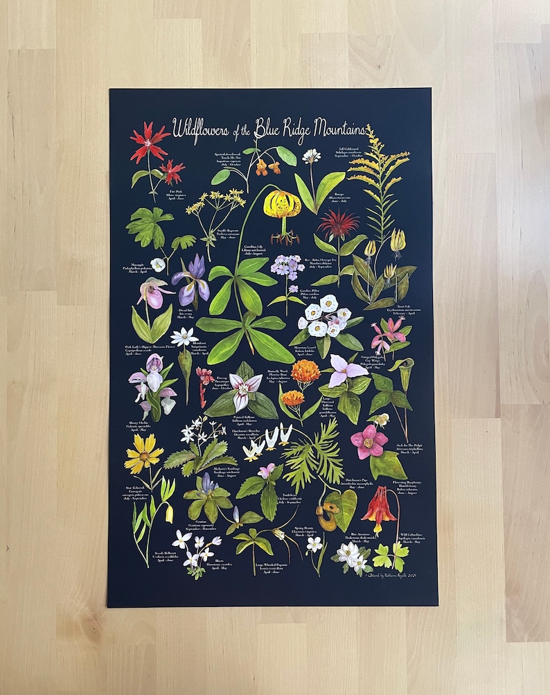 Wildflowers of the Blue Ridge Mountains poster print 12x19 by Kat Ryalls image 3