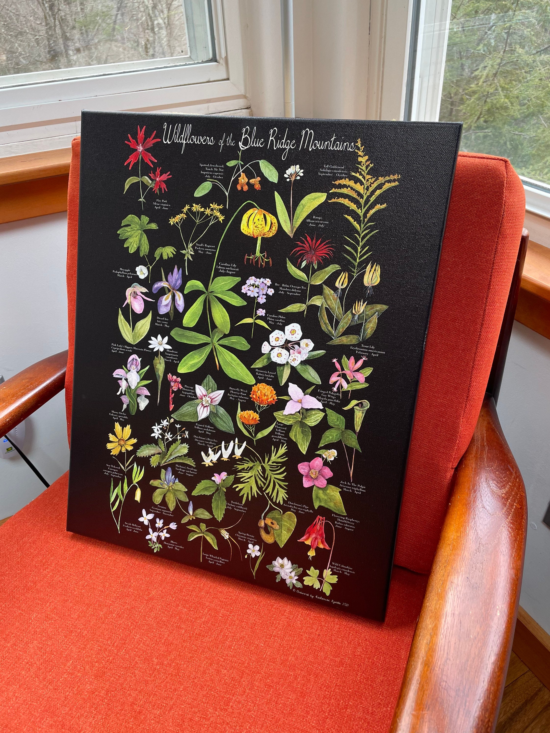 Wildflowers of the Blue Ridge Mountains, CANVAS PRINT on Black 12x16, –  Katharine Ryalls