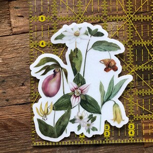 Blue Ridge Wildflowers, clear vinyl weatherproof sticker, decal, watercolor, bloodroot, pink lady slipper, trillium image 8