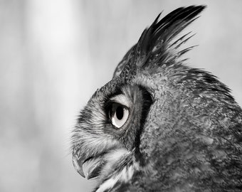 The Chief—Great Horned Owl Portrait—Photography Print