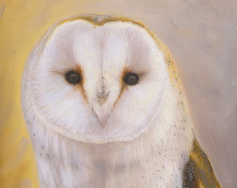 Surrey the Barn Owl