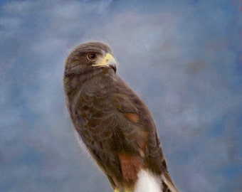 Scout in the Clouds -- Harris's Hawk Portrait