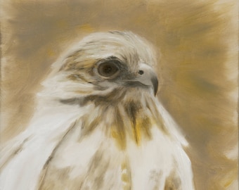 Albino Red-tailed Hawk Study