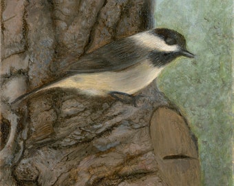 Carolina Chickadee