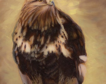 Aletta the Rough-legged Hawk (Wildlife Portrait)