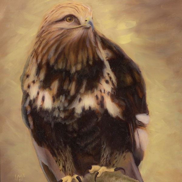Aletta the Rough-legged Hawk (Wildlife Portrait)