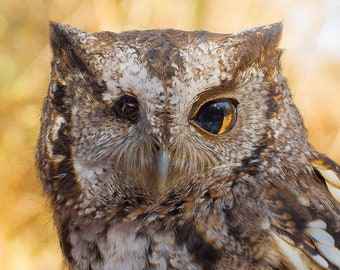 Little Odin -- Screech Owl Portrait -- Photography Print