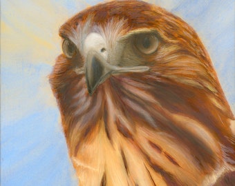 Portrait of a Lady -- Red-Tailed Hawk Portrait